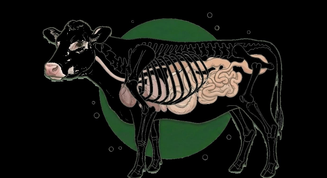 beef anatomical illustration