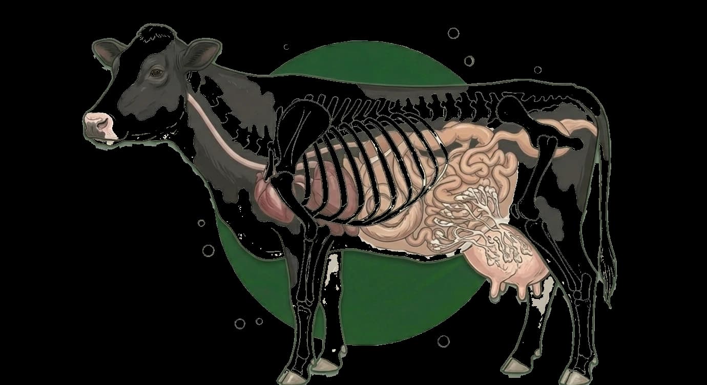 dairy anatomical illustration