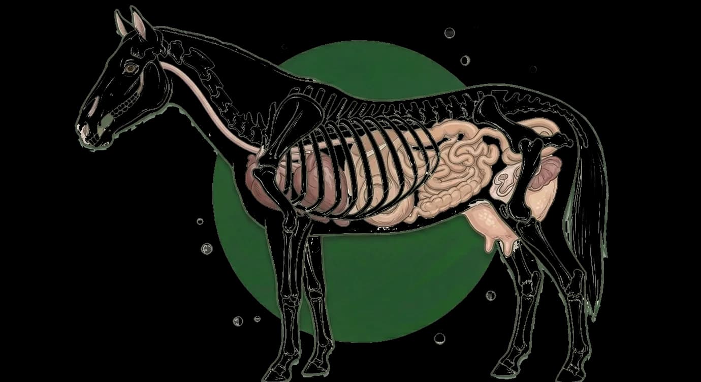 equine anatomical illustration