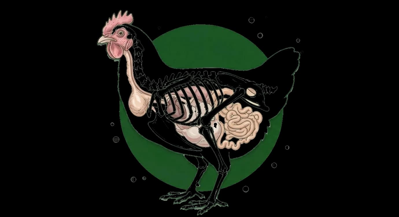 poultry anatomical illustration
